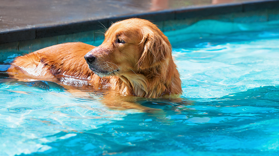 IS IT SAFE FOR MY DOG TO SWIM IN OUR POOL?